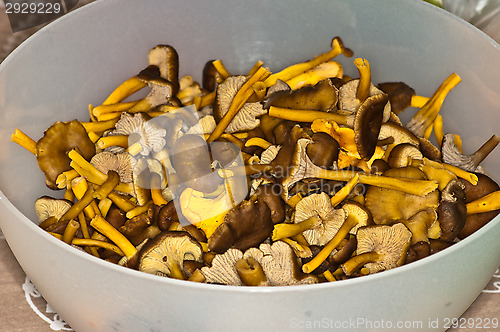 Image of Cantharellus lutescens