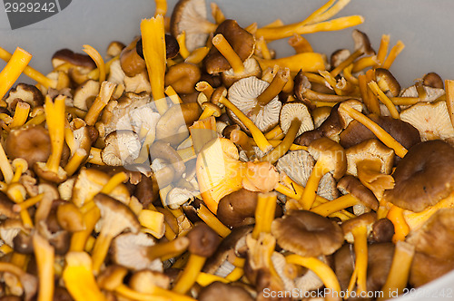 Image of Cantharellus lutescens