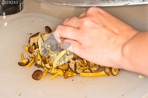 Image of Cantharellus lutescens