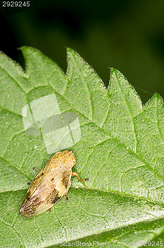 Image of Auchenorrhyncha