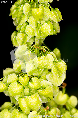 Image of Leafs