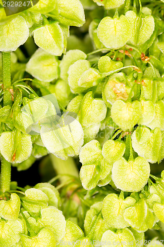Image of Leafs