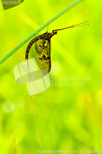 Image of Dragonfly