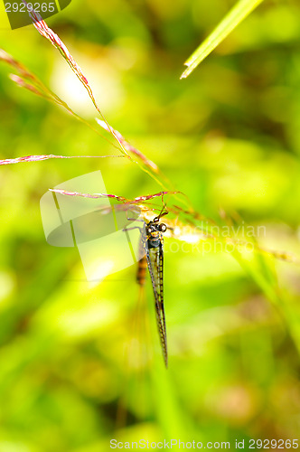 Image of Dragonfly