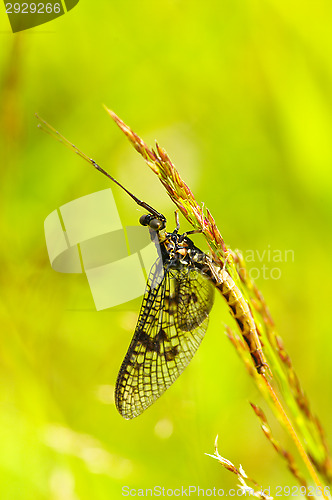Image of Dragonfly