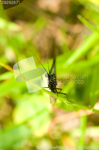 Image of Dragonfly