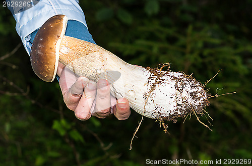Image of Mushroom