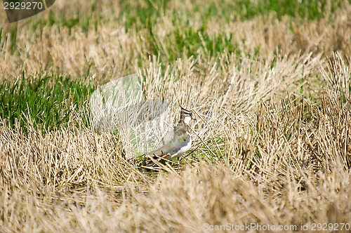 Image of Vanellus vanellus