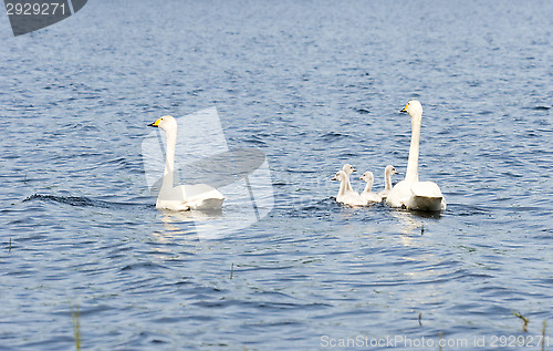 Image of Cygnus cygnus family