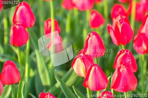 Image of Tulips