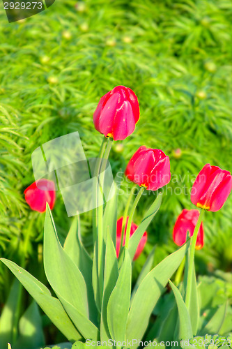 Image of Tulips