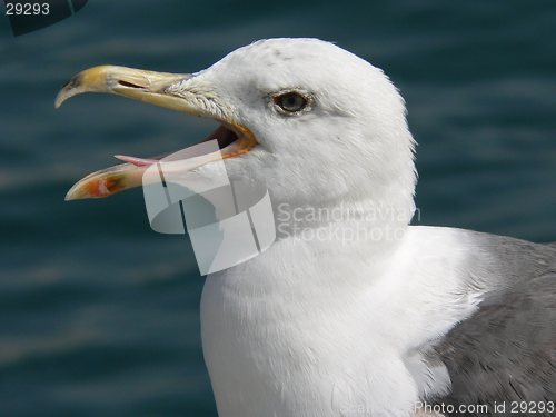 Image of Panting Seagull