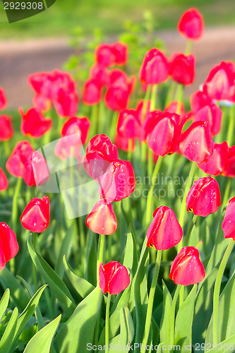 Image of Tulips