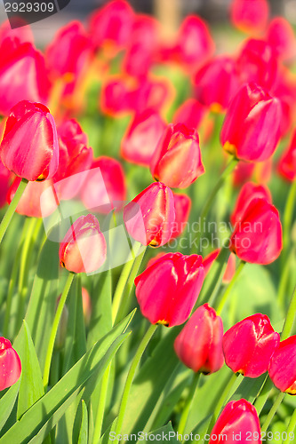 Image of Tulips