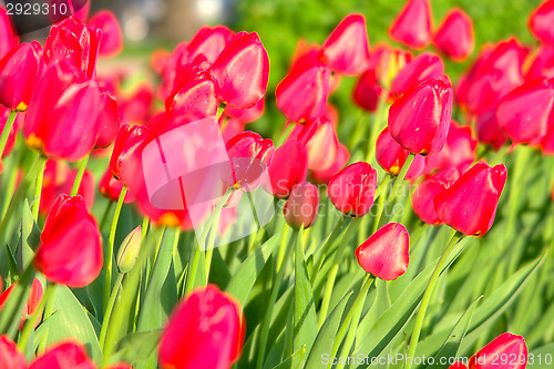 Image of Tulips