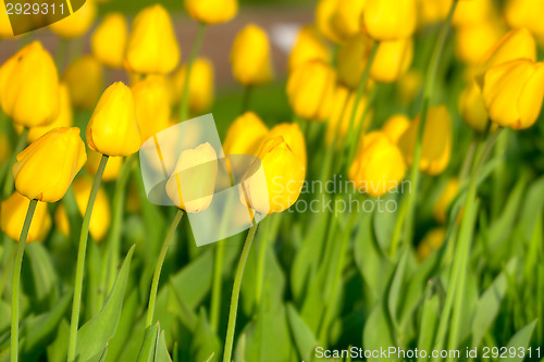 Image of Tulips