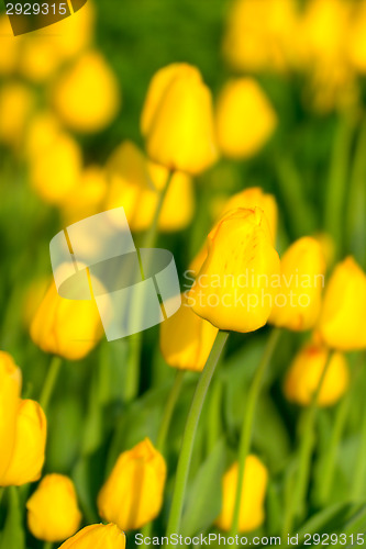 Image of Tulips