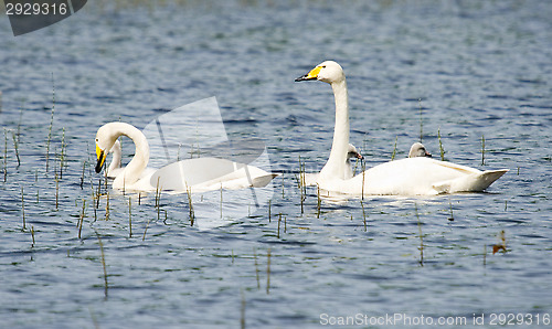 Image of Cygnus cygnus family