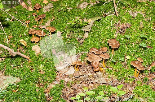 Image of Cantharellus lutescens