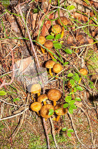 Image of Cantharellus lutescens