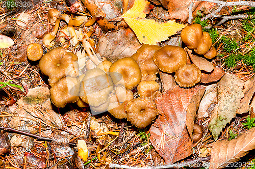 Image of Cantharellus lutescens