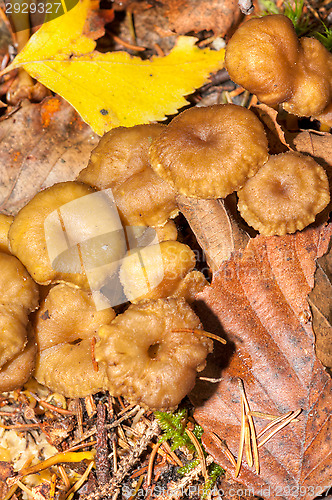 Image of Cantharellus lutescens