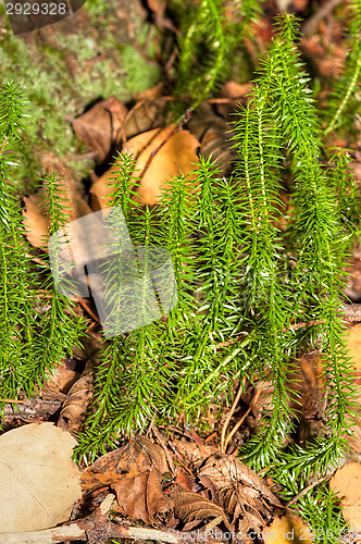 Image of Moss