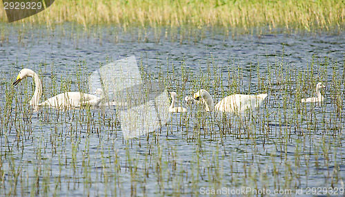 Image of Cygnus cygnus family