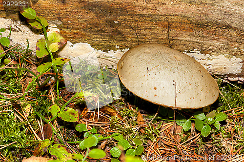 Image of Mushroom