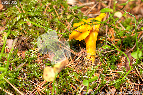 Image of Cantharellus cibarius