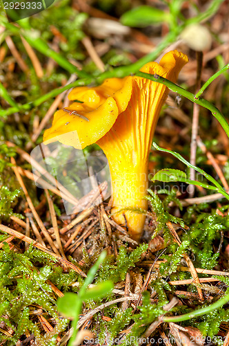 Image of Cantharellus cibarius