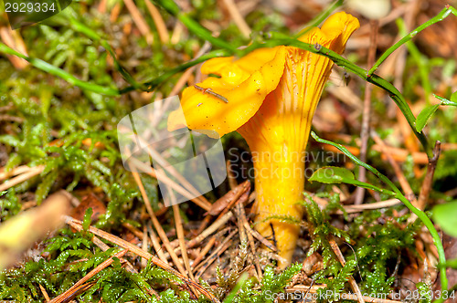 Image of Cantharellus cibarius