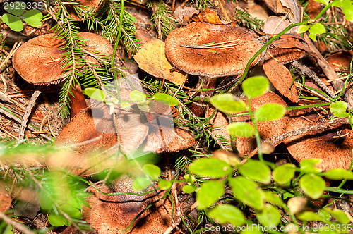Image of Mushrooms