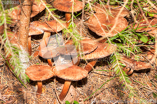 Image of Mushrooms