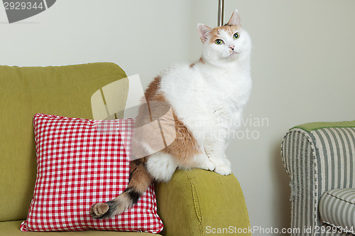 Image of cat