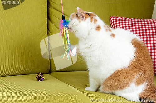 Image of Cat