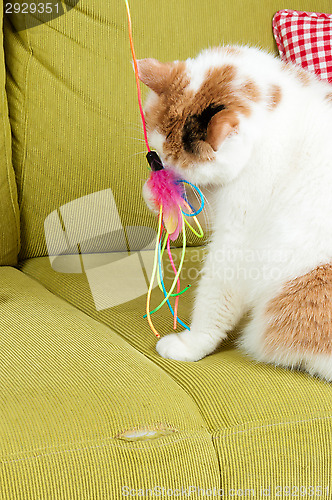 Image of Cat