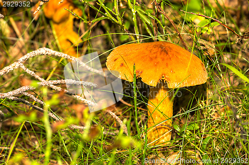 Image of Mushroom