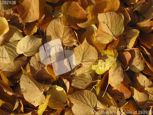 Image of Leaves