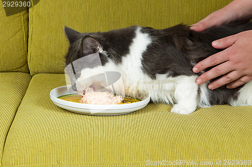 Image of Cat