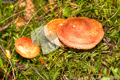 Image of Mushrooms