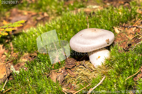 Image of Mushroom