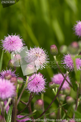 Image of Cirsium