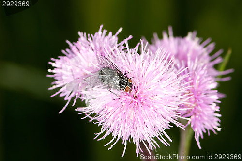 Image of Flowers