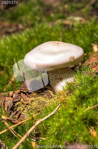 Image of Mushroom