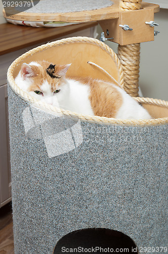 Image of Cat