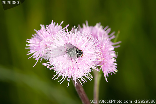 Image of Fly