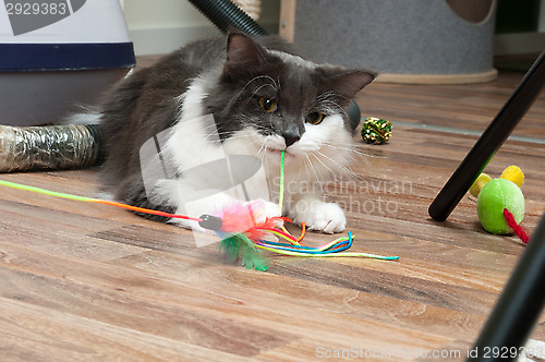 Image of Kitten