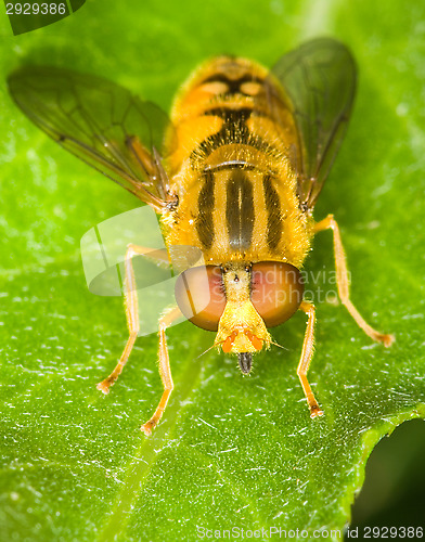 Image of Hoverfly