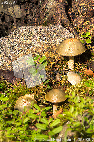 Image of Mushrooms